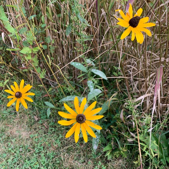 Meet your Posher, Portia - Picture 1 of 1